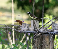 Pitangus sulphuratus