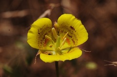 Calochortus luteus