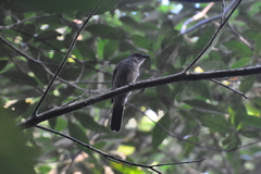 Lipaugus vociferans