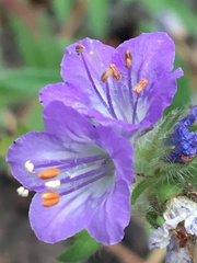 Phacelia franklinii