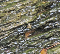 Mannophryne trinitatis