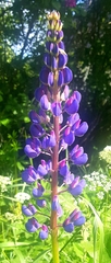 Lupinus polyphyllus