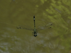Neodythemis afra