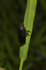 Prosapia ignifera
