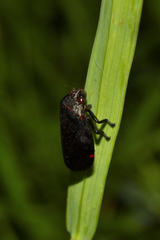 Prosapia ignifera