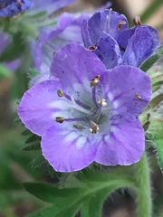 Phacelia franklinii