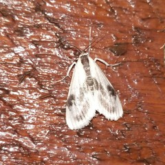 Cliniodes ostreonalis