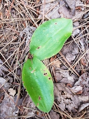 Cypripedium acaule