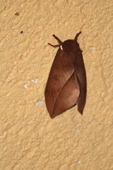 Automeris belti