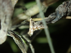 Bucculatrix maritima