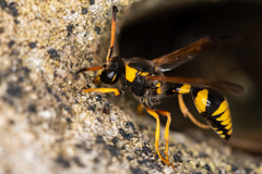 Katamenes dimidiatus