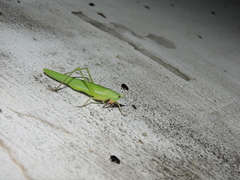 Euconocephalus incertus