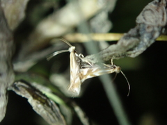 Bucculatrix maritima