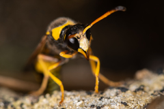 Katamenes dimidiatus