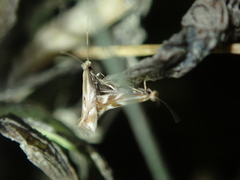 Bucculatrix maritima