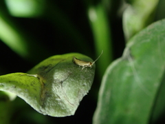 Bucculatrix maritima