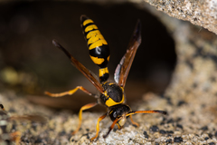 Katamenes dimidiatus