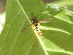 Conopini