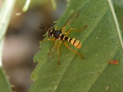 Conopini