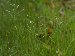 Eragrostis pectinacea pectinacea