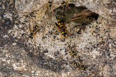 Katamenes dimidiatus