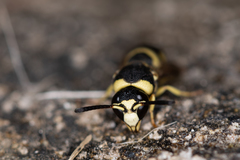 Euodynerus disconotatus