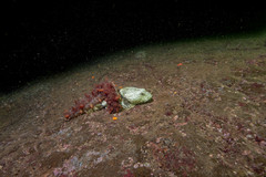 Myoxocephalus polyacanthocephalus