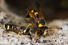 Katamenes dimidiatus