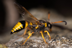 Katamenes dimidiatus