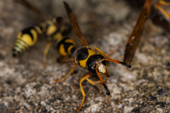 Katamenes dimidiatus