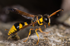 Katamenes dimidiatus