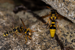 Katamenes dimidiatus