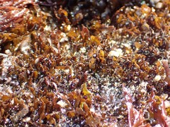 Mazzaella affinis