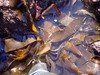 Laminaria ephemera - Photo (c) Brenna Green, some rights reserved (CC BY-NC-ND), uploaded by Brenna Green