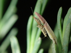 Bucculatrix maritima