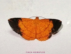 Pyrinia nigrapicalis