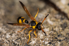 Katamenes dimidiatus