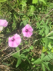 Ipomoea heptaphylla
