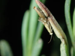 Bucculatrix maritima