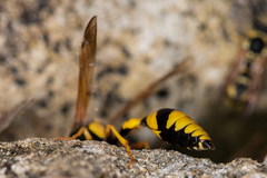 Katamenes dimidiatus