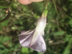 Ipomoea heptaphylla