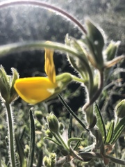 Rhynchosia chrysoscias