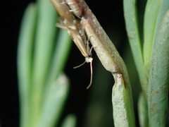 Bucculatrix maritima