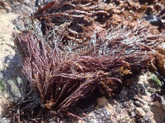 Cryptosiphonia woodii