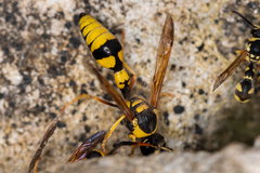 Katamenes dimidiatus