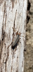 Copidita quadrimaculata