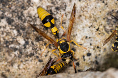 Katamenes dimidiatus