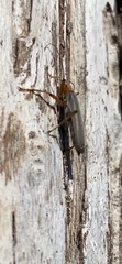 Copidita quadrimaculata