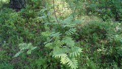 Sorbus aucuparia