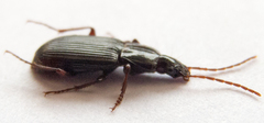 Pedius longicollis